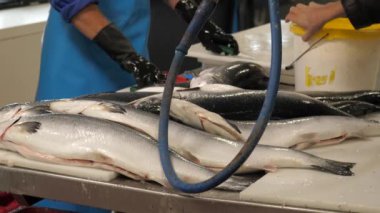 Lokanta mutfağında somonlar şef tarafından temizlenmeyi bekliyor.