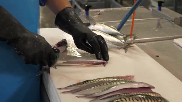 Filetear Limpiar Caballa Cocina Restaurante Pescado — Vídeo de stock