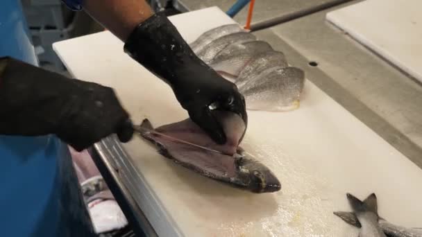 Vis Schoonmaken Een Industriële Restaurantkeuken — Stockvideo