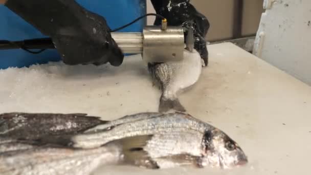Die Haut Eines Fisches Der Restaurantküche Mit Einem Handgerät Reinigen — Stockvideo