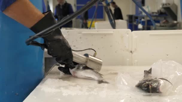 Sprzątanie Skóry Ryby Kuchni Restauracyjnej Zbliżenie — Wideo stockowe