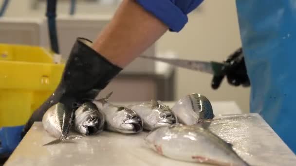 Pesce Cucina Ristorante Coltelli Affilatura — Video Stock