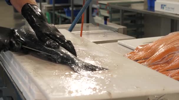 Sprzątanie Łososia Przemysłowej Kuchni Restauracyjnej — Wideo stockowe
