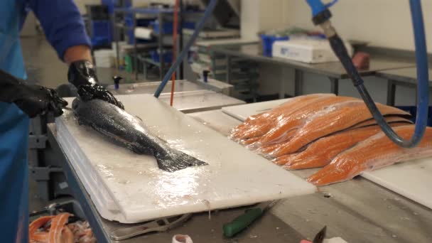 Limpieza Pescado Salmón Una Cocina Restaurante Industrial — Vídeo de stock