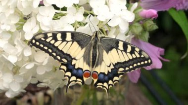 Papilio machaon, Eski Dünya kırlangıç kelebeği kanatlarını katladı ve dilini çıkardı.