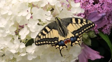 Papilio machaon, Eski Dünya kırlangıç kelebeği kanatlarını katladı ve dilini çıkardı.