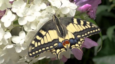 Papilio machaon, Eski Dünya kırlangıç kelebeği kanatlarını katladı ve dilini çıkardı.
