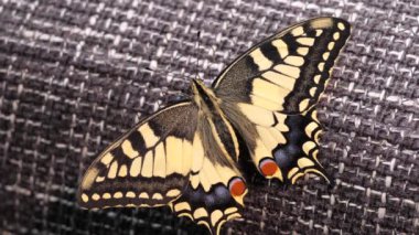 Papilio machaon, Eski Dünya kırlangıç kelebeği kanatlarını katladı ve dilini çıkardı.