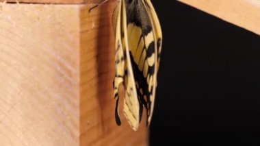 Papilio machaon, Eski Dünya kırlangıç kelebeği kanatlarını katladı ve dilini çıkardı.