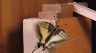 Papilio machaon, Eski Dünya kırlangıç kelebeği kanatlarını katladı ve dilini çıkardı.