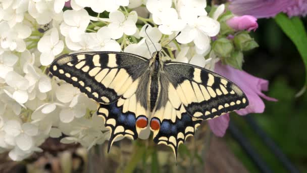 Papilio Machaon Stary Świat Jaskółka Motyl Złożył Skrzydła Wyciągnął Język — Wideo stockowe