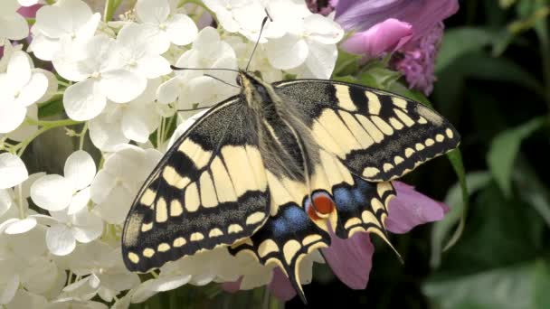 Papilio Machaon Stary Świat Jaskółka Motyl Złożył Skrzydła Wyciągnął Język — Wideo stockowe