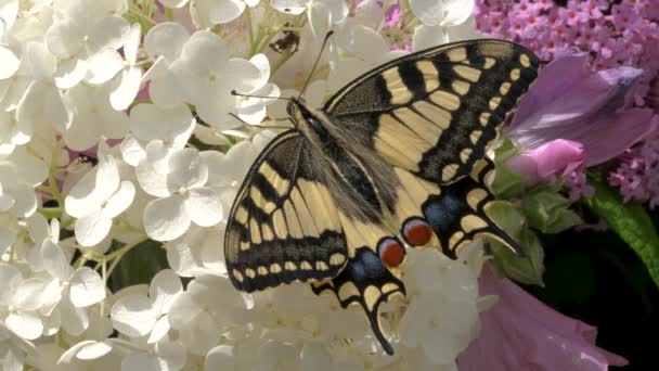 Papilio Machaon Old World Swallowtail Butterfly Folded Wings Taking Its — Stock Video