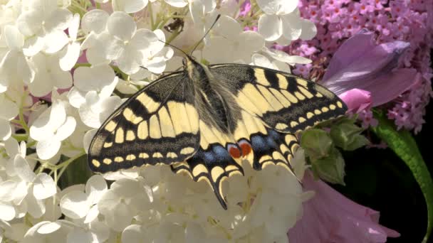 Papilio Machaon Old World Svälja Fjäril Vikta Vingar Och Tungan — Stockvideo