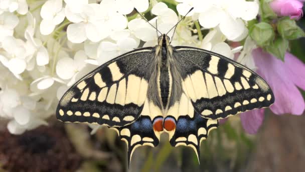 Papilio Machaon Velho Mundo Engolir Borboleta Asas Dobradas Tirar Língua — Vídeo de Stock