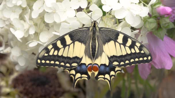 Papilio Machaon Stary Świat Jaskółka Motyl Złożył Skrzydła Wyciągnął Język — Wideo stockowe