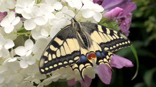 Papilio Machaon Stary Świat Jaskółka Motyl Złożył Skrzydła Wyciągnął Język — Wideo stockowe