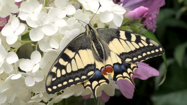 Papilio Machaon Stary Świat Jaskółka Motyl Złożył Skrzydła Wyciągnął Język — Wideo stockowe