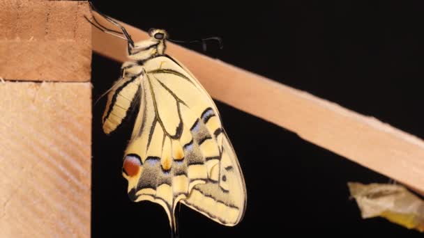 Papilio Machaon Schwalbenschwanz Schmetterling Mit Gefalteten Flügeln Und Herausgestreckter Zunge — Stockvideo