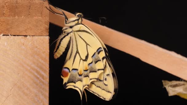 Papilio Machaon Starodávný Vlaštovčí Motýl Složenými Křídly Vytažením Jazyka — Stock video