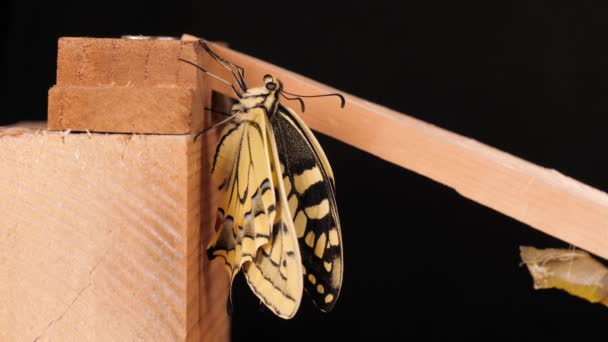 Papilio Machaon Schwalbenschwanz Schmetterling Mit Gefalteten Flügeln Und Herausgestreckter Zunge — Stockvideo