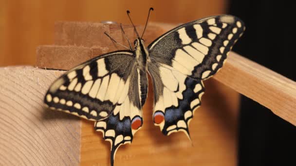 Papilio Machaon Starodávný Vlaštovčí Motýl Složenými Křídly Vytažením Jazyka — Stock video