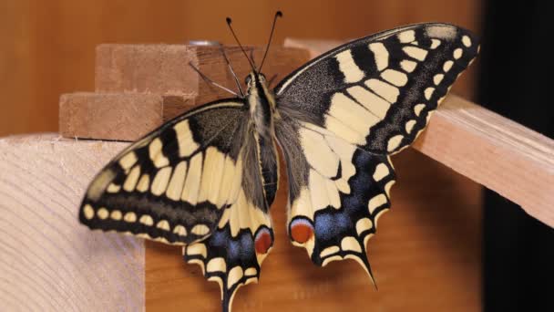 Papilio Machaon Starodávný Vlaštovčí Motýl Složenými Křídly Vytažením Jazyka — Stock video