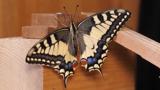 Papilio Machaon Starodávný Vlaštovčí Motýl Složenými Křídly Vytažením Jazyka — Stock video