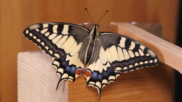 Papilio Machaon Old World Swallowtail Butterfly Folded Wings Taking Its — Stock Video