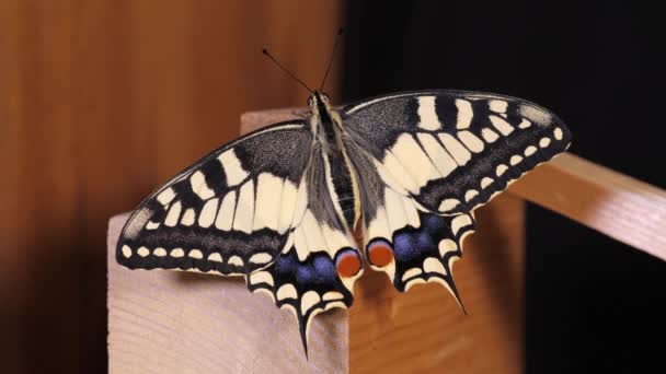 Papilio Machaon Starodávný Vlaštovčí Motýl Složenými Křídly Vytažením Jazyka — Stock video