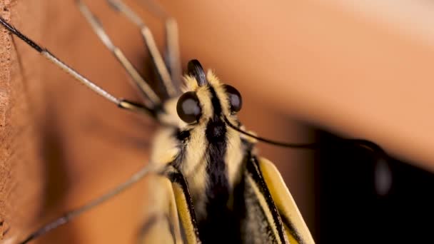 Papilio Machaon Old World Svälja Fjäril Vikta Vingar Och Tungan — Stockvideo