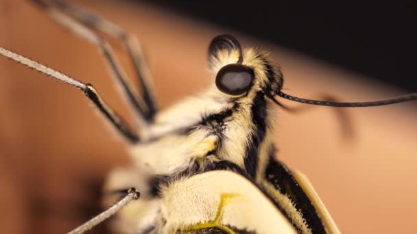 Papilio Machaon Eski Dünya Kırlangıç Kelebeği Kanatlarını Katladı Dilini Çıkardı — Stok video