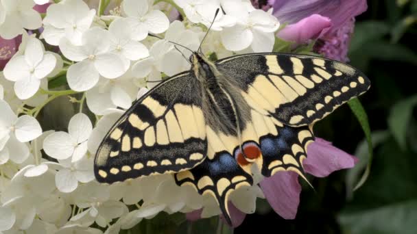 Papilio Machaon Schwalbenschwanz Schmetterling Mit Gefalteten Flügeln Und Herausgestreckter Zunge — Stockvideo