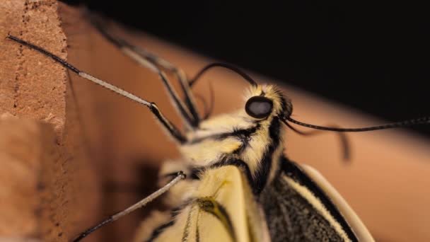 Papilio Machaon Schwalbenschwanz Schmetterling Mit Gefalteten Flügeln Und Herausgestreckter Zunge — Stockvideo