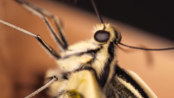 Papilio Machaon Eski Dünya Kırlangıç Kelebeği Kanatlarını Katladı Dilini Çıkardı — Stok video