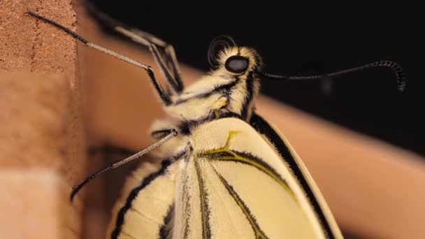 Papilio Machaon Schwalbenschwanz Schmetterling Mit Gefalteten Flügeln Und Herausgestreckter Zunge — Stockvideo