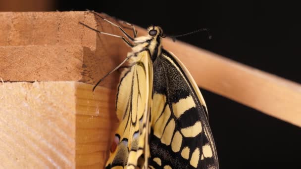 Papilio Machaon Eski Dünya Kırlangıç Kelebeği Kanatlarını Katladı Dilini Çıkardı — Stok video