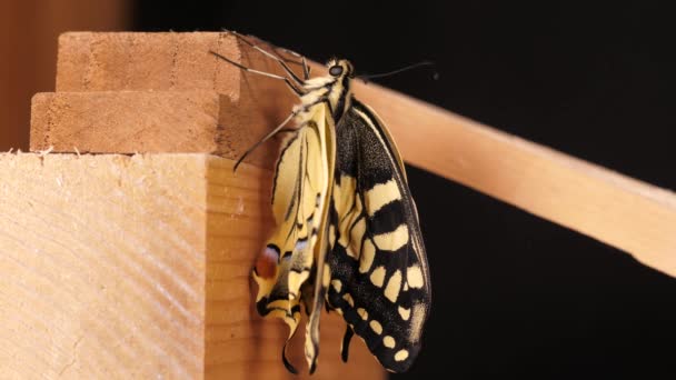 Papilio Machaon Eski Dünya Kırlangıç Kelebeği Kanatlarını Katladı Dilini Çıkardı — Stok video