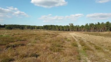 Hollanda, Hilversum 'da çiçek açan mor kenevir tarlalarında POV döngüsü