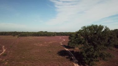 Hollanda 'daki Hilversum yakınlarındaki güzel mor fundanın manzaralı görüntüleri.