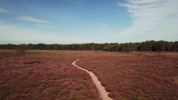 荷兰希尔弗苏姆附近美丽的紫色石南的风景画 — 图库视频影像