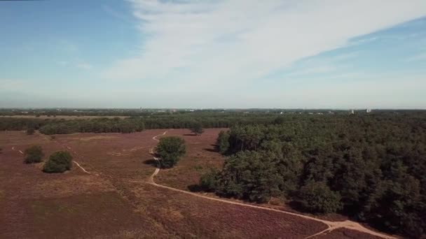 Festői Felvétel Gyönyörű Lila Hanga Közelében Hilversum Hollandiában — Stock videók