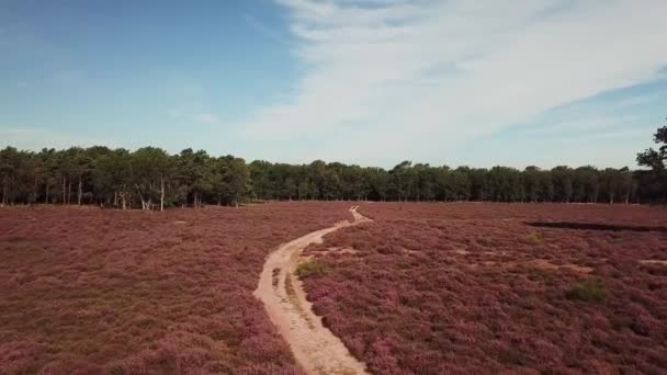 Scenic Footage Beautiful Purple Heather Hilversum Netherlands — Stock Video