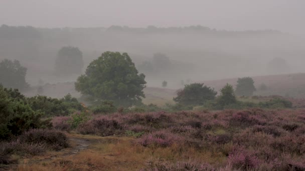 Champs Bruyère Pourpre Brumeux Posbank Aux Pays Bas — Video