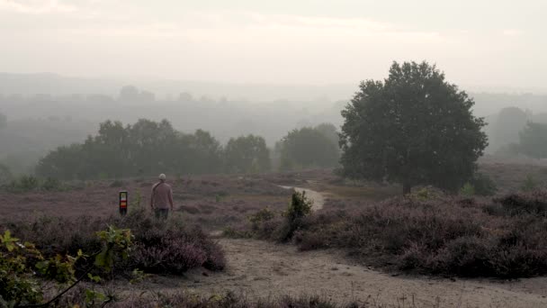 オランダのポズバンクにある紫色の霧のヘザーフィールド — ストック動画