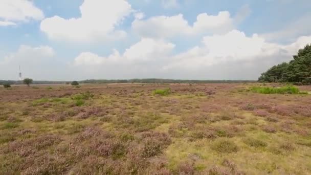 Hollanda Daki Hilversum Yakınlarındaki Güzel Mor Fundanın Manzaralı Görüntüleri — Stok video