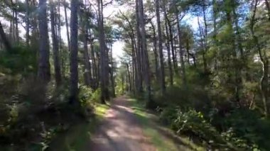Hollanda bisiklet yolundaki Schiermonnikoog adasındaki huş ağacından geç.