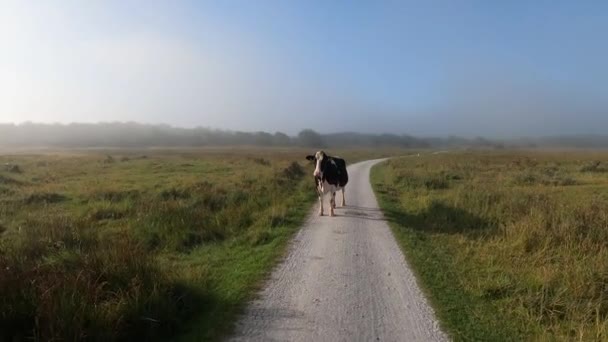 Vacche Pista Ciclabile Nelle Saline Schiermonnikoog Paesi Bassi — Video Stock