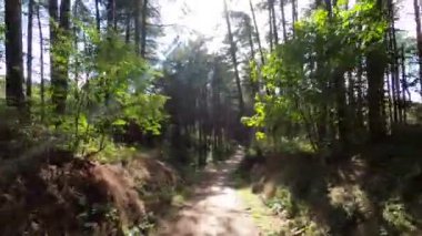 Hollanda 'daki Schiermonnikoog adasındaki huş ağacından geç.