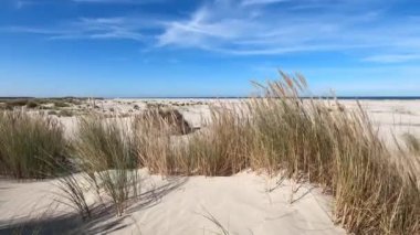 Hollanda 'daki Schiermonnikoog adasında kum tepeleri rüzgarda sallanıyor.